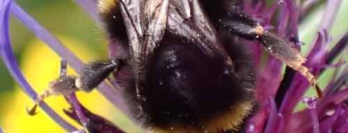 Bombus soroeensis